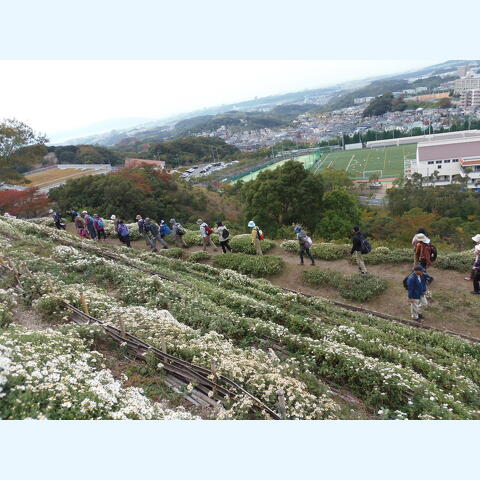 野路菊の丘風景（開花期）