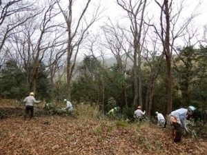 暖かい陽光の中での、里山の間伐作業