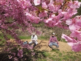 満開の河津桜の下での休息