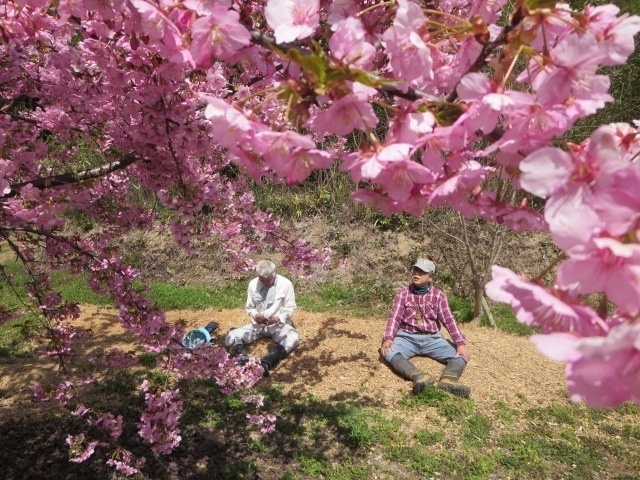 満開の河津桜の下での団欒