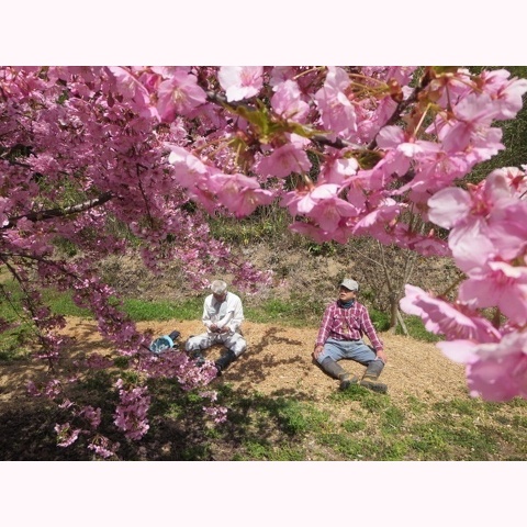 満開の河津桜の下での団欒