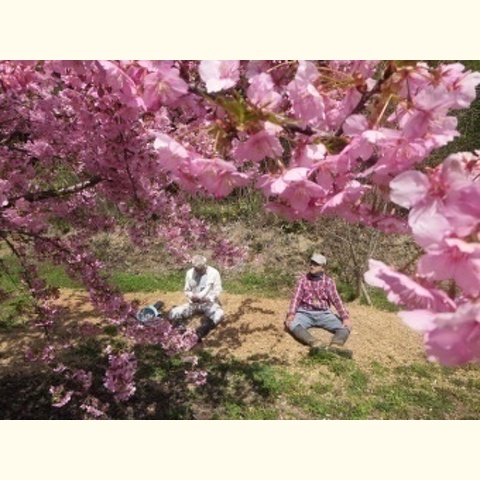 満開の河津桜の下での休息