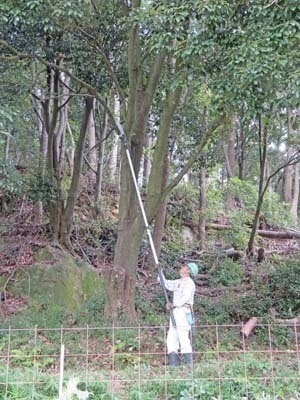 福田活動地の高所の枯れ枝切り