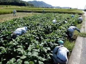 加古川市行常活動地の黒大豆の手入れ