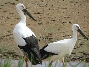 「加古川市行常活動地」を訪れたコウノトリ