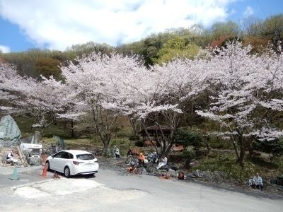 たつの市福⽥活動地・桜の下のランチタイム