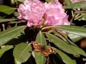 多可町八千代区楊柳寺活動地・満開の石楠花とテングチョウ