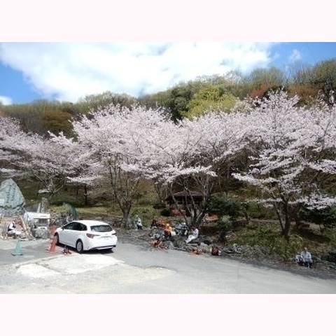 たつの市福田活動地・桜の下のランチタイム