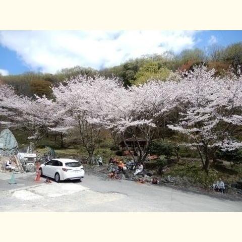 たつの市福⽥活動地・桜の下のランチタイム