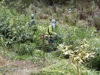 クヌギ植樹林の下草刈り