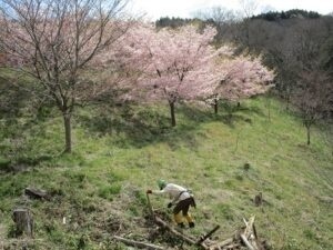 満開の桜の下での桜植樹