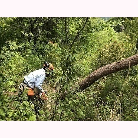 枯れた赤松の伐倒