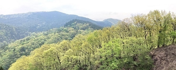 新緑の広大な山々