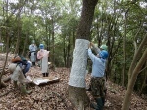 ナラ枯れ対策のカシナガホイホイの取り付け