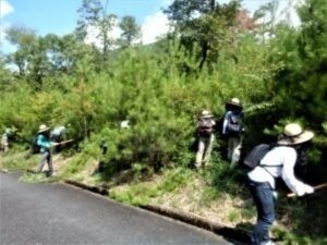 植樹地の下刈り作業