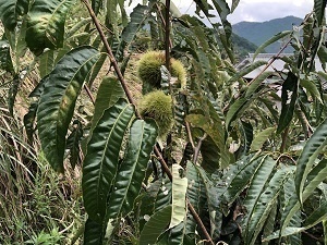 多可町中区奥中活動地の栗の実