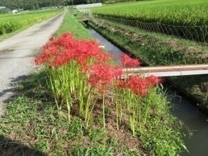 加古川市弁財天山活動地の「ヒガンバナ」