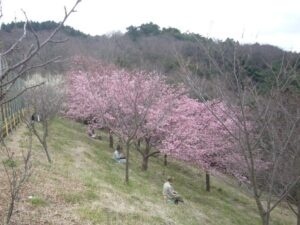 桜の下での昼食休憩