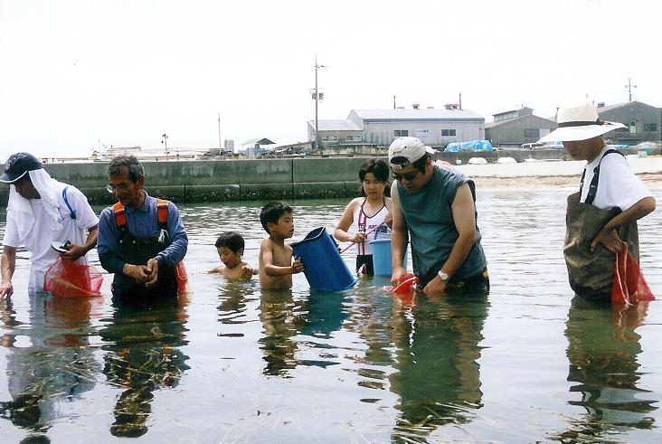 江井ヶ島海水浴場前でアマモ種子を採取するよ!