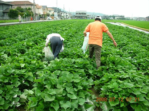 マルチ張りとさつも芋苗植え支援