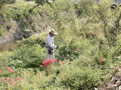 大津茂川　川原のオオブタクサ駆除活動