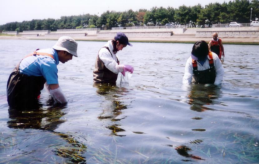 赤穂海浜公園前で小学生とアマモ種子を採取しよう!