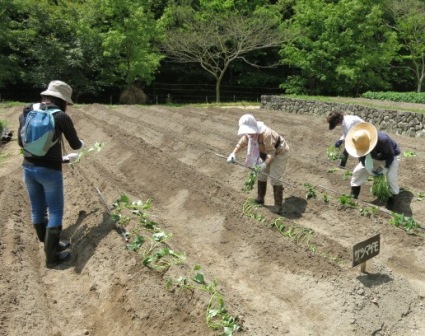 夏野菜をつくろう! 苗植え