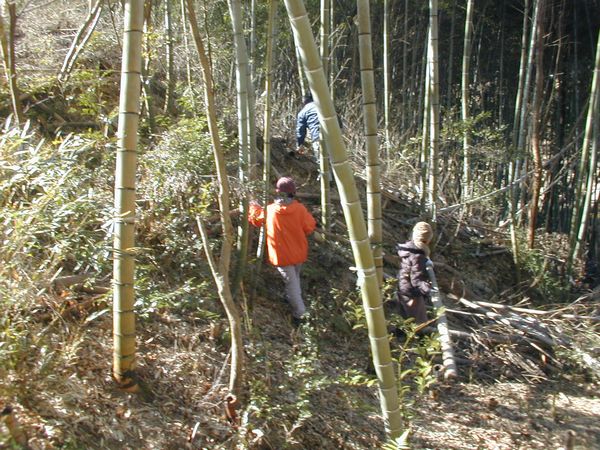 桜山公園　竹林整備と竹柵づくりに、 ご協力ください。