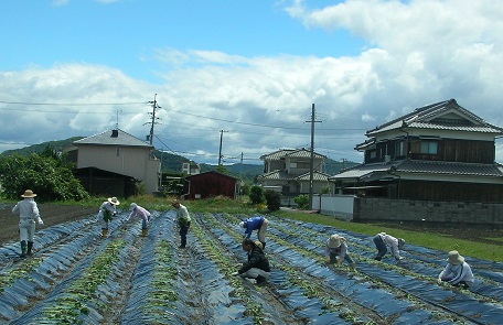 農業体験募集(さつまいも苗植え)