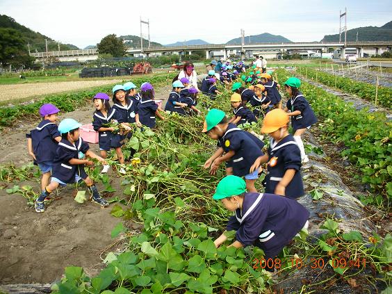 学校支援(幼稚園児:さつまいも苗植え支援)