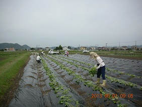 さつまいも苗植え(3,400本)参加者募集