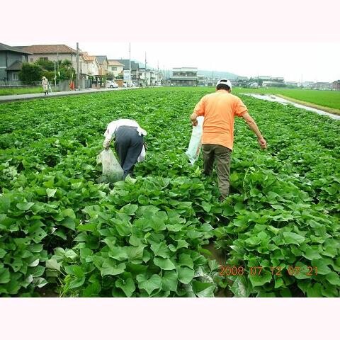 マルチ張りとさつも芋苗植え支援