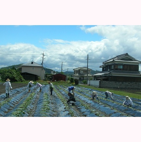 農業体験募集(さつまいも苗植え)