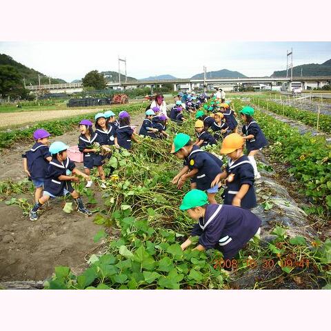 学校支援(幼稚園児:さつまいも苗植え支援)