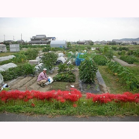 貸し農園　募集中