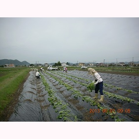 さるまいも苗植え(3,400本)参加者募集