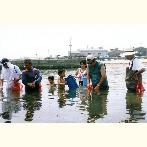 江井ヶ島海水浴場前でアマモ種子を採取するよ!