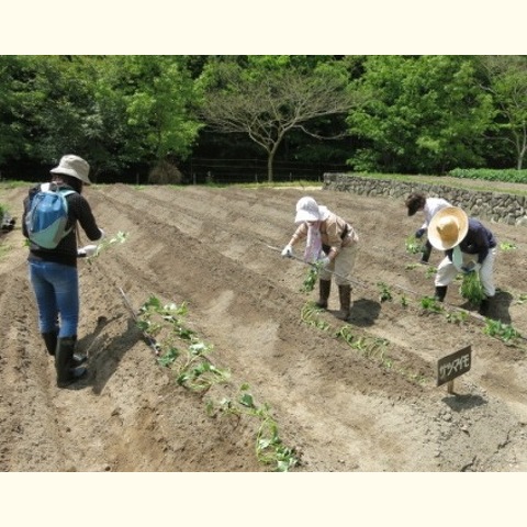 サツマイモをつくろう!苗植え