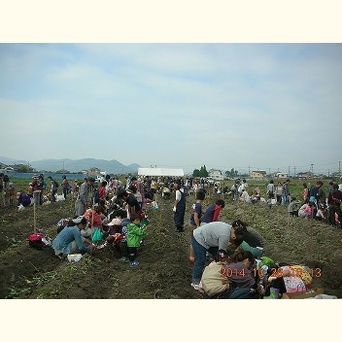 さつま芋オーナー収穫祭(太子町観光農園事業)