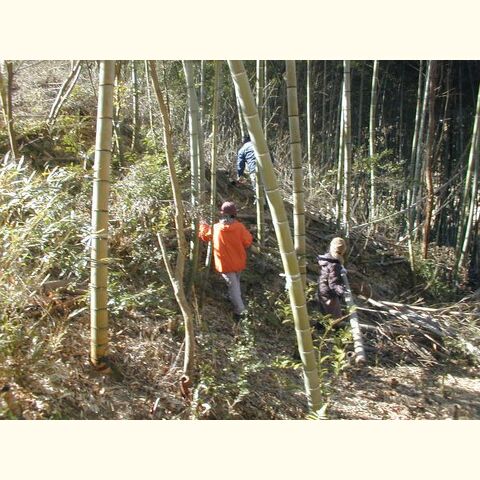 桜山公園　竹林整備と竹柵づくりに、 ご協力ください。