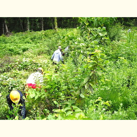 トキの島　森林の楽校2016夏(新潟大学公開NPO実習)