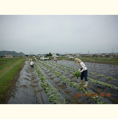 さつまいも苗植え(3,400本)参加者募集